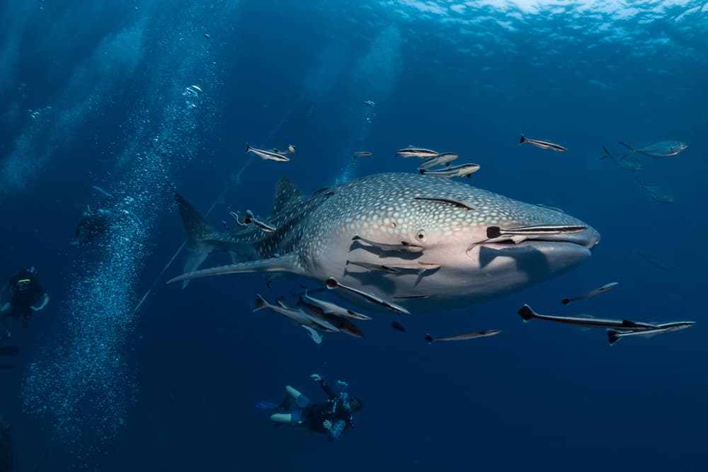 Observación de tiburones ballena en Oslob